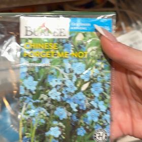 Photo of the plant species Asian Forget-Me-Not by @SuperbShyleaf45 named Lola on Greg, the plant care app