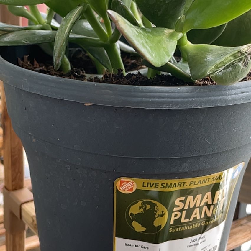 Photo of the plant species Compact Jade by @FabZzplant32 named Dax on Greg, the plant care app