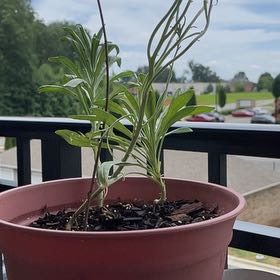 Photo of the plant species Bachelor's Buttons by @FabZzplant32 named Drake on Greg, the plant care app