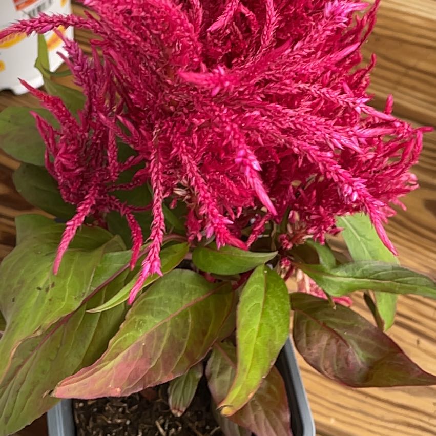 Photo of the plant species Dragons Breath by @FabZzplant32 named McKinley on Greg, the plant care app
