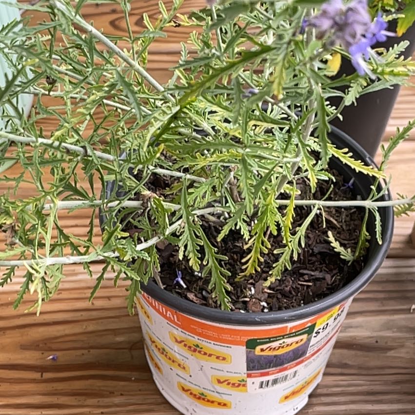 Photo of the plant species Russian Sage by @FabZzplant32 named Fernie Mercury on Greg, the plant care app