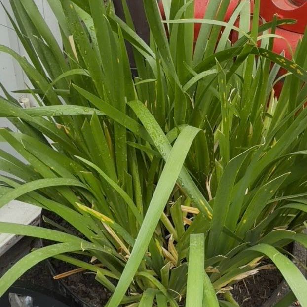 Photo of the plant species Blue Flag by @SizableSuncup88 named Beckham on Greg, the plant care app