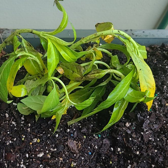 Photo of the plant species Milkweed by @RadRedmint61 named Duke on Greg, the plant care app