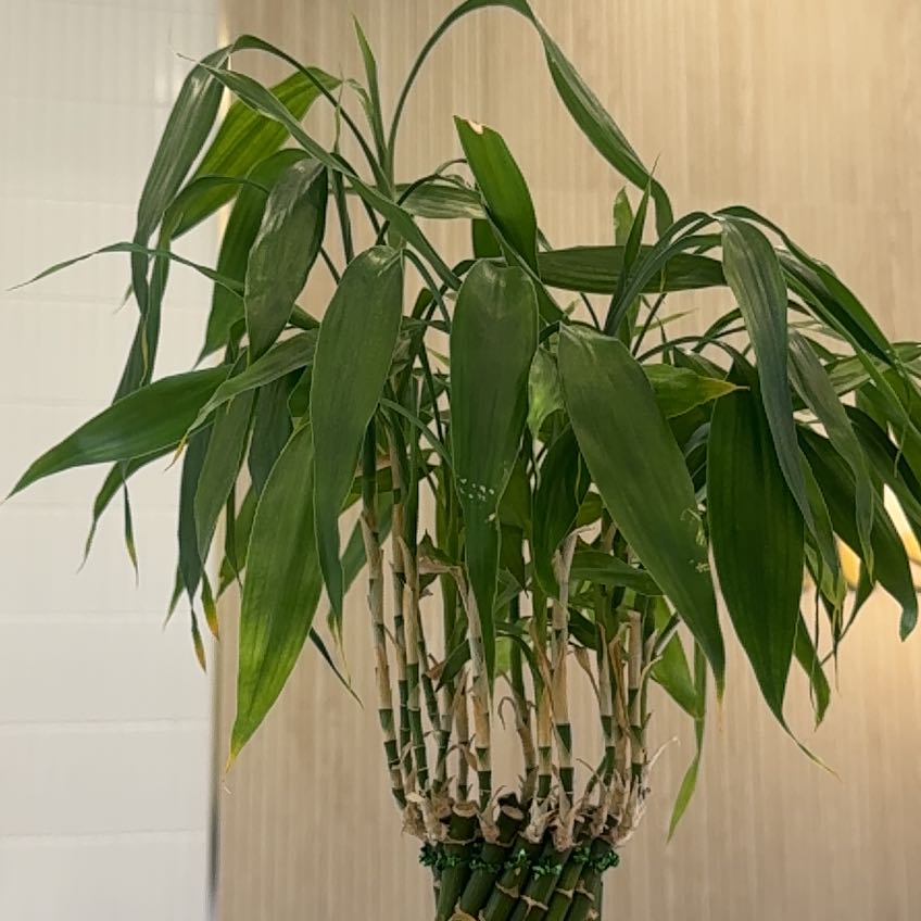 TLJ BAMBOO