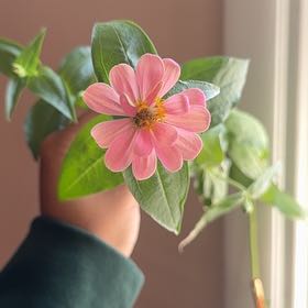 Photo of the plant species Peruvian Zinnia by @SuperIvygourd38 named Sherlock on Greg, the plant care app