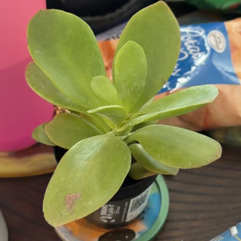 Photo of the plant species Kalanchoe 'Little Dragon' by @PoshGrandfir72 named Little Dragon on Greg, the plant care app