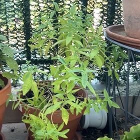 Photo of the plant species lemon verbena by @PoisedGray76 named Daphne on Greg, the plant care app