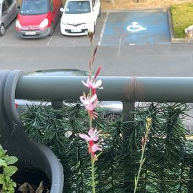 Photo of the plant species Pink Gaura by @PoisedGray76 named Maya on Greg, the plant care app