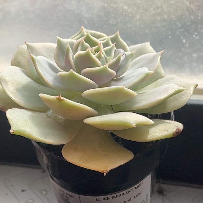 Photo of the plant species Echeveria Hybrid by @PunchyFlax27 named Lola on Greg, the plant care app