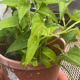 Photo of the plant species Chinese Yam by @KindBushhoya63 named Sanders on Greg, the plant care app