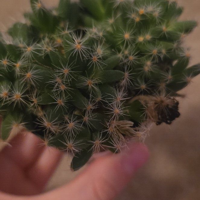 Photo of the plant species Miniature Desert Rose by @IdolChamise63 named Rihanna on Greg, the plant care app