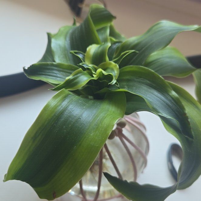 Photo of the plant species Dracaena 'Tornado' by @IdolChamise63 named Athena on Greg, the plant care app