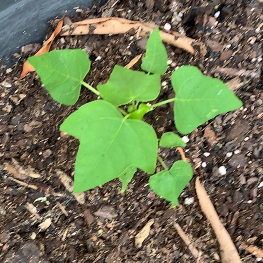 Photo of the plant species Papaya by @ZappyTipa37 named Leonardo on Greg, the plant care app