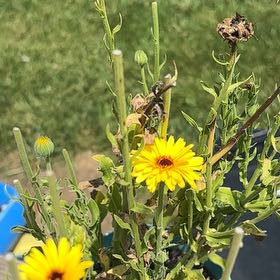 Photo of the plant species Marigold by @DearRhodora58 named Bella on Greg, the plant care app