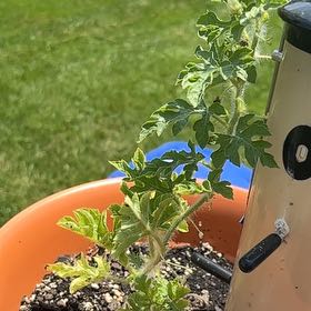 Photo of the plant species Watermelon by @DearRhodora58 named Gomez on Greg, the plant care app