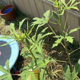 Photo of the plant species Okra by @DearRhodora58 named Navajo on Greg, the plant care app