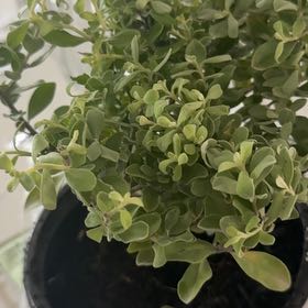 Photo of the plant species Texas Barometer Bush by @EthicalLichen45 named Madonna on Greg, the plant care app