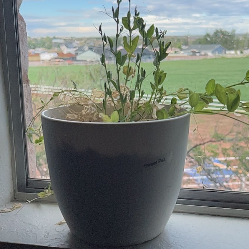 Photo of the plant species Annual Sweet Pea by @WinNeem40 named Athena on Greg, the plant care app