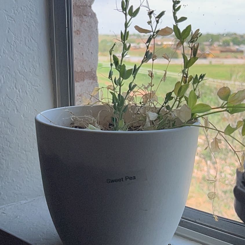 Photo of the plant species Lathyrus Odoratus by @WinNeem40 named Daphne on Greg, the plant care app