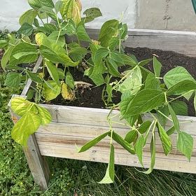 Photo of the plant species Common Bean by @OodlesMaylily13 named Kylie on Greg, the plant care app