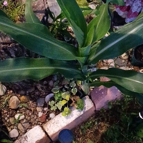 Photo of the plant species Corn by @HappyCowbane80 named Naomi on Greg, the plant care app