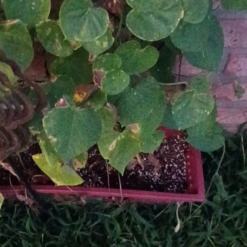 Photo of the plant species Purple Morning Glory by @HappyCowbane80 named Stella on Greg, the plant care app