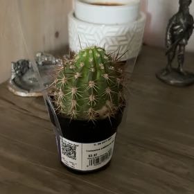 Photo of the plant species Torch Cactus by @HighLithop86 named Thorn Ranger on Greg, the plant care app
