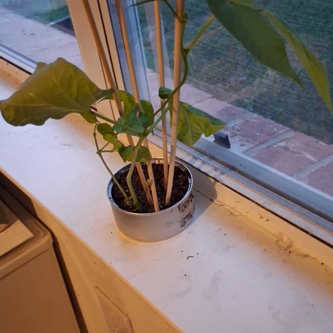 Photo of the plant species Common Bean by @PlantCityy named Austin on Greg, the plant care app