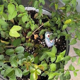 Photo of the plant species Purple Lantana by @LovableWildyam2 named Tolkien on Greg, the plant care app