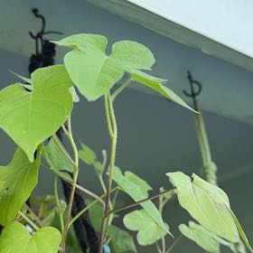 Photo of the plant species Ivyleaf Morning-Glory by @LovableWildyam2 named Austen on Greg, the plant care app