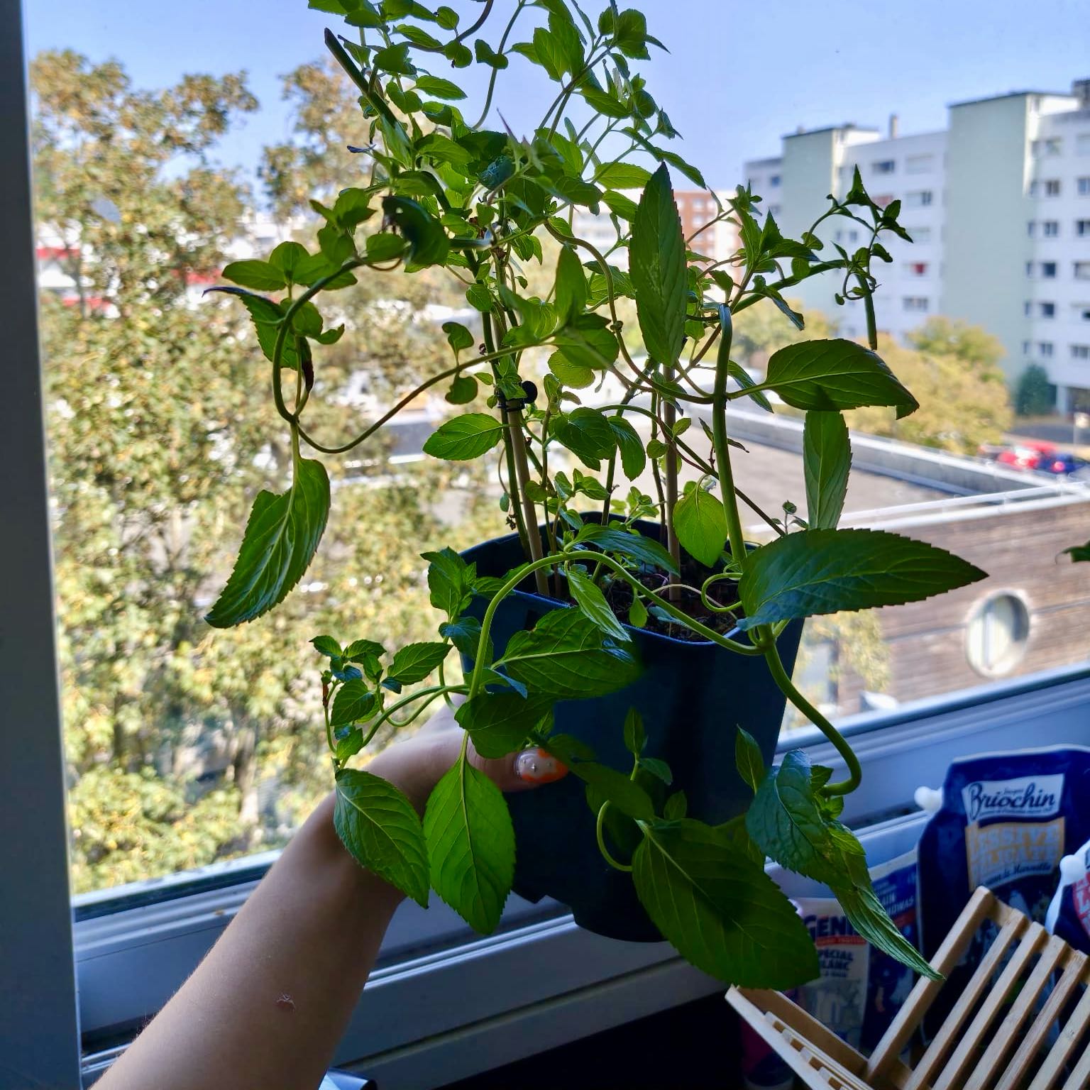 Photo of the plant species Peppermint by @CapablePeony52 named Duke on Greg, the plant care app