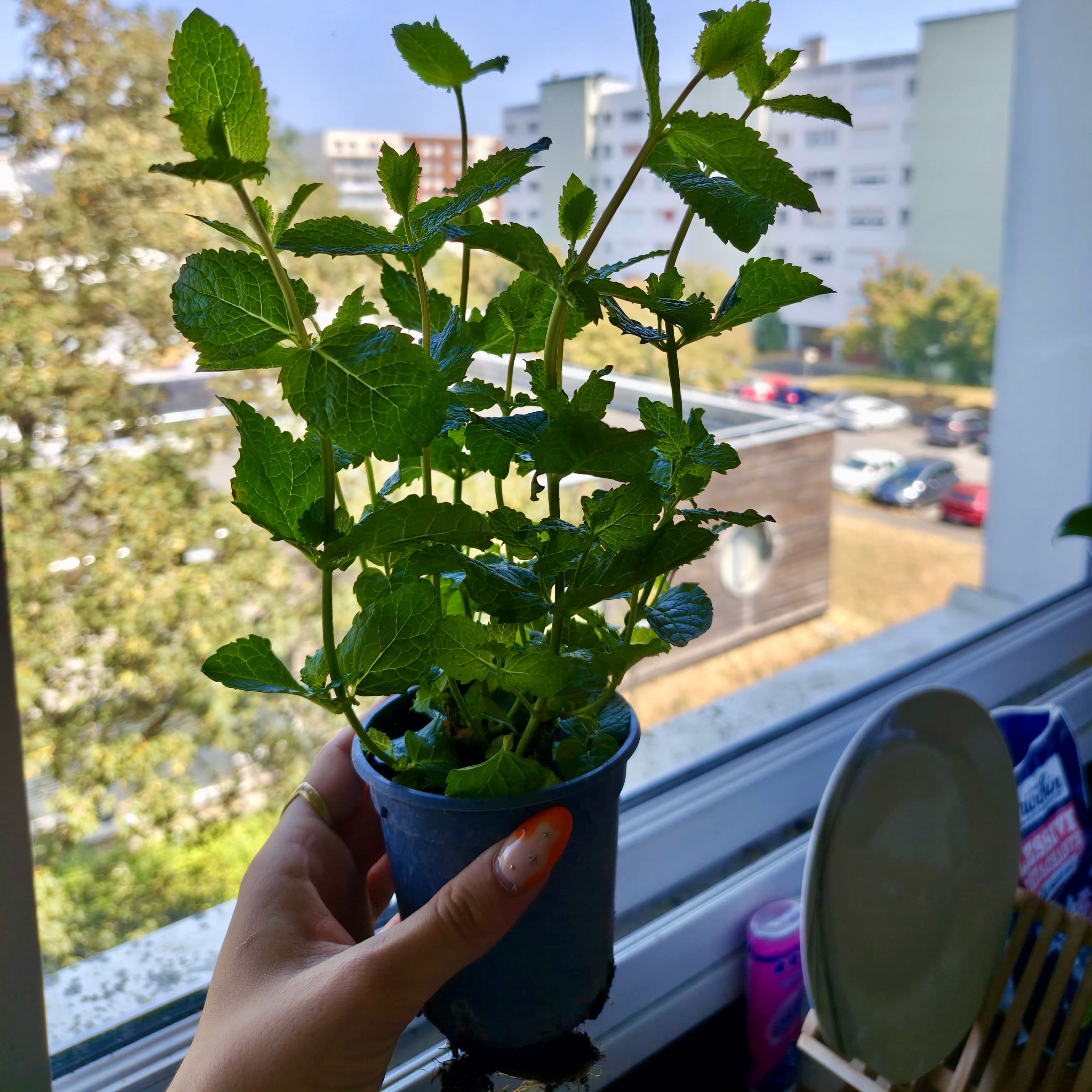 Photo of the plant species Spearmint Mentha by @CapablePeony52 named Dax on Greg, the plant care app