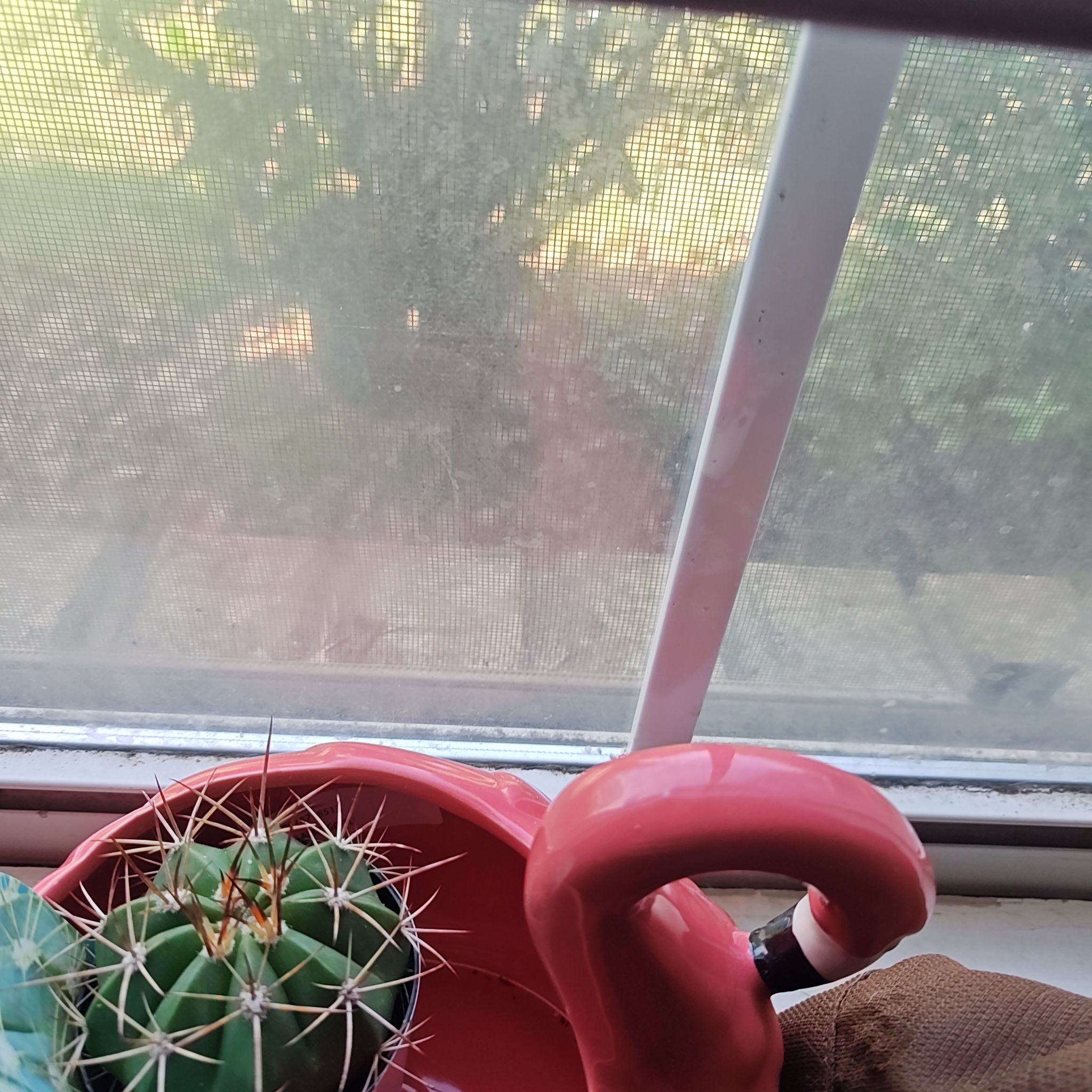 Photo of the plant species Melocactus azureus by @WiseCalethea67 named Electric Fucker on Greg, the plant care app