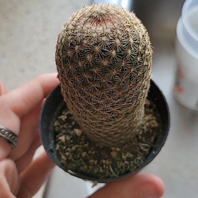 Photo of the plant species Wave Cactus by @JazzySweetbox40 named Diglet on Greg, the plant care app