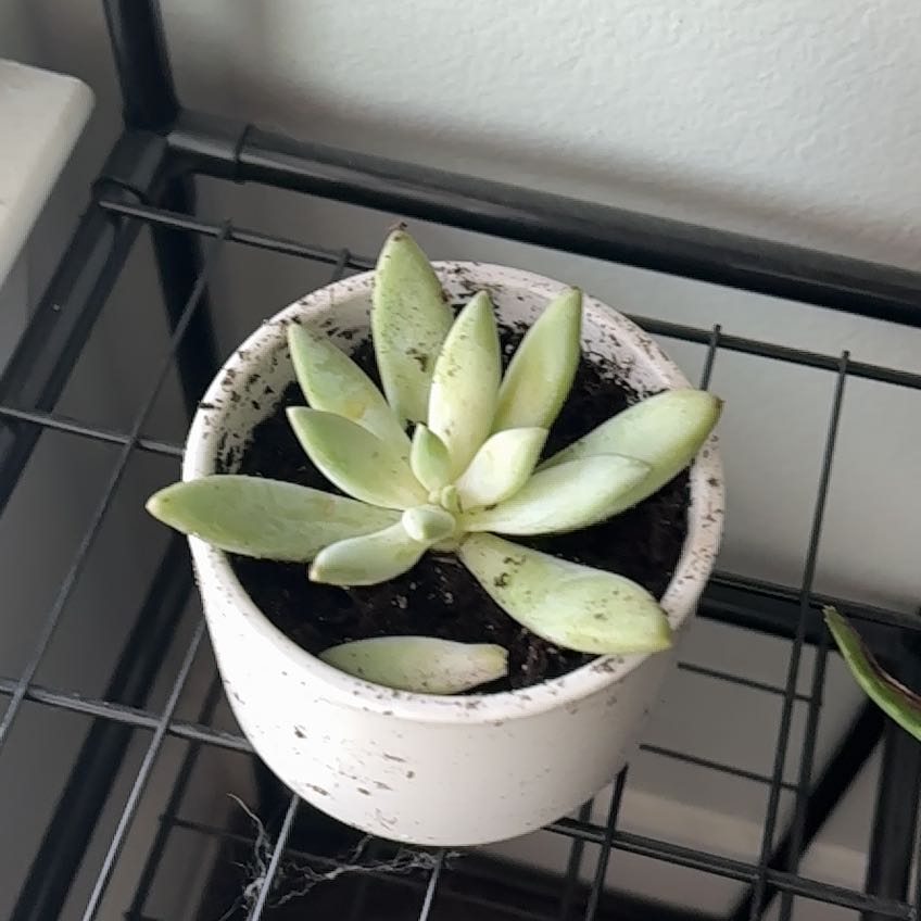 Photo of the plant species Pachyphytum 'Moonsilver' by @HotAmethius73 named Sherlock on Greg, the plant care app