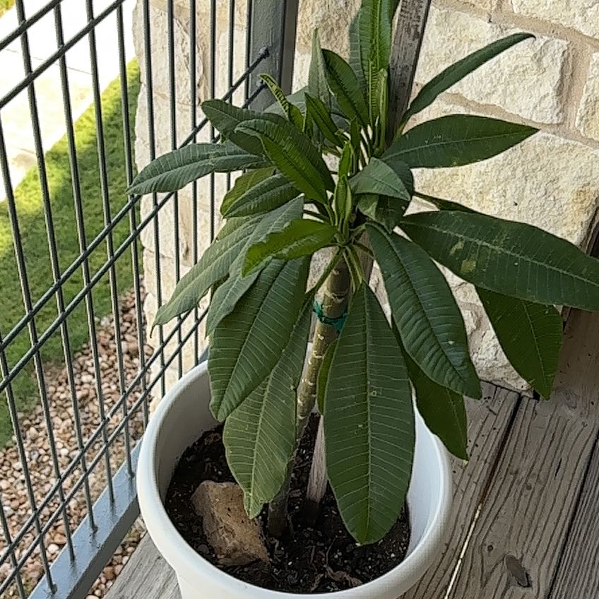 Photo of the plant species Fiddle Leaf Plumeria by @HotAmethius73 named Hamilton on Greg, the plant care app