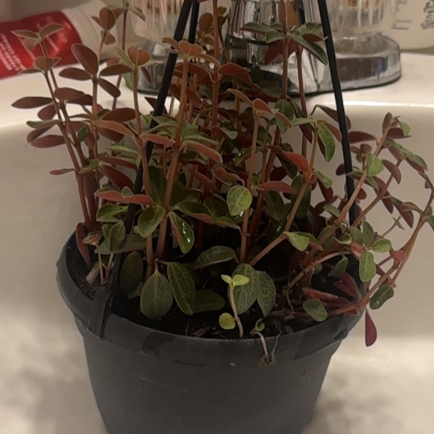 Photo of the plant species Peperomia verticillata 'Red Log' by @LushIcarus42 named Diana on Greg, the plant care app