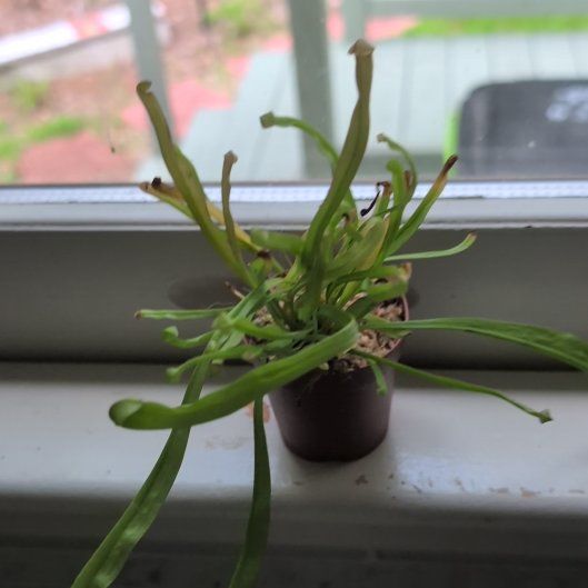 Photo of the plant species Sweet Pitcher Plant by @JocundRoselle40 named Kylie on Greg, the plant care app
