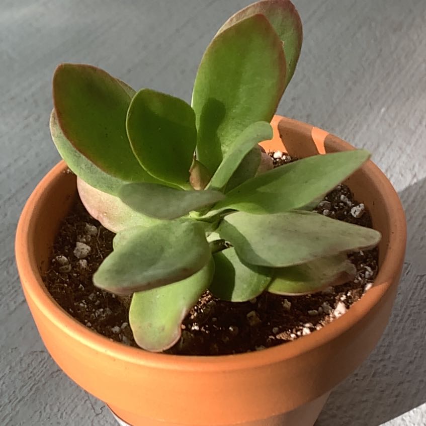 Photo of the plant species Kalanchoe 'Little Dragon' by @FabBearsear69 named flapjack on Greg, the plant care app