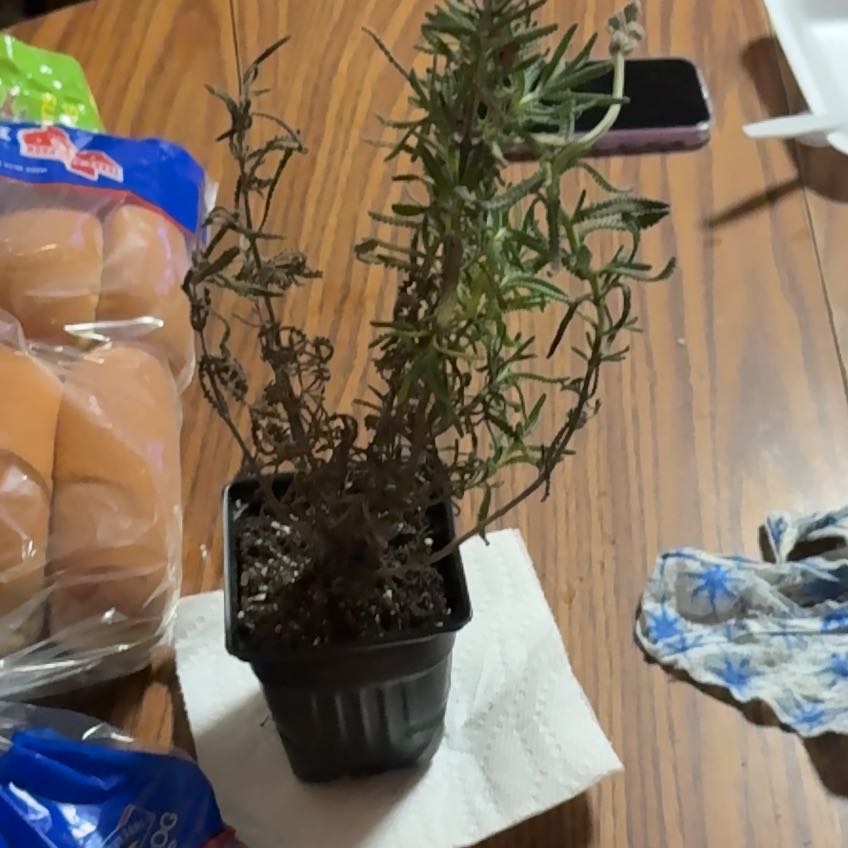Photo of the plant species Irish Moss by @BigwigCactus45 named Messi on Greg, the plant care app