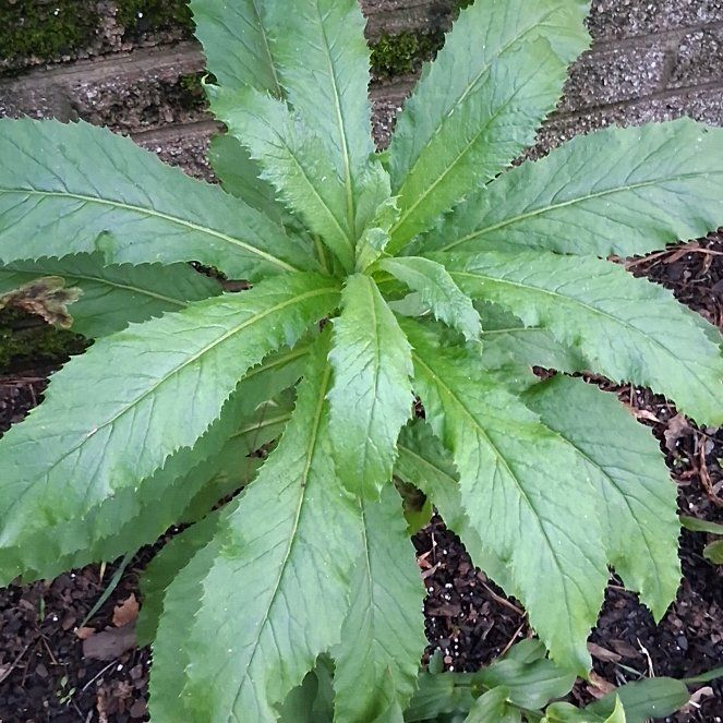 Photo of the plant species American Burnweed by @DirectBushpoppy named Terra on Greg, the plant care app