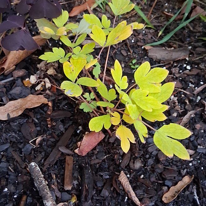 Photo of the plant species Asian Bleeding-Heart by @DirectBushpoppy named Fernie Saunders on Greg, the plant care app