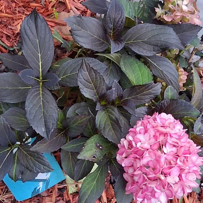 Photo of the plant species Eclipse Hydrangea by @DirectBushpoppy named Harry on Greg, the plant care app