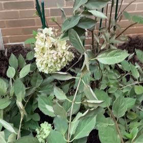Photo of the plant species Panicle Hydrangea by @ProphetDamsii59 named Robert Plant on Greg, the plant care app