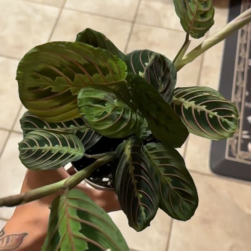 Photo of the plant species Dracaena Dorado by @FreshRimu88 named Mochi on Greg, the plant care app