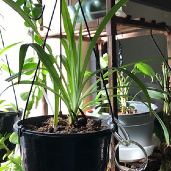 Photo of the plant species Green Spider Plant by @LyricFox named Austen on Greg, the plant care app