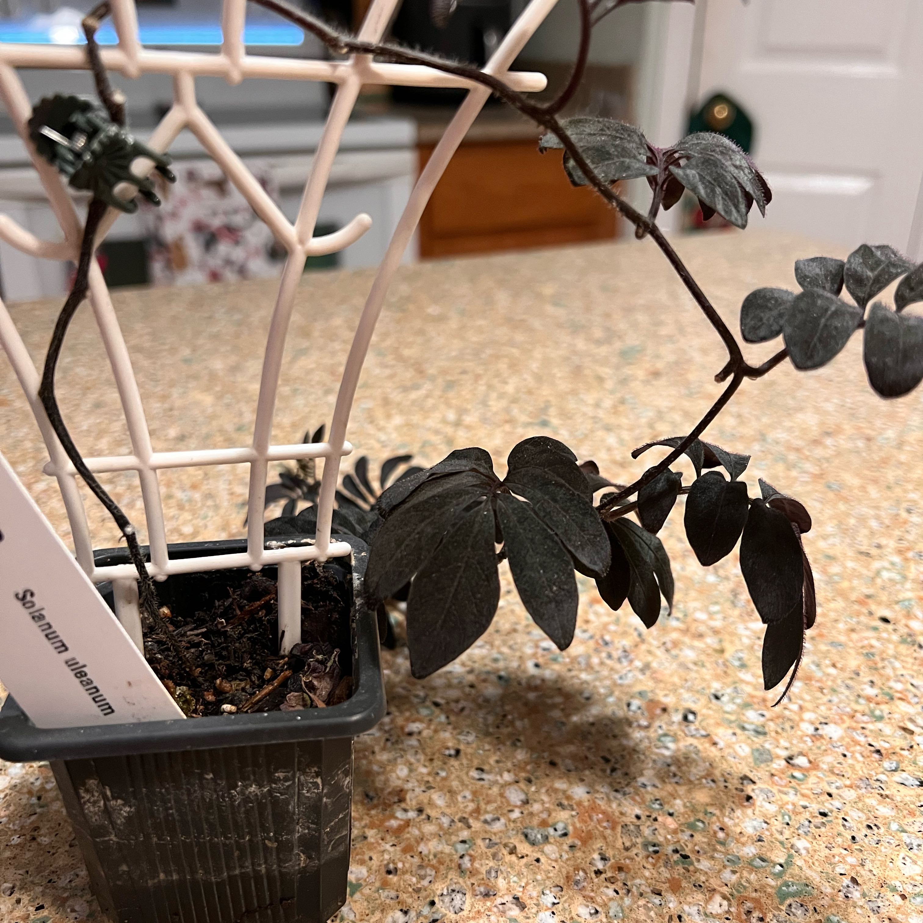 Photo of the plant species Solanum uleanum by @QualityAlula31 named Kobe on Greg, the plant care app