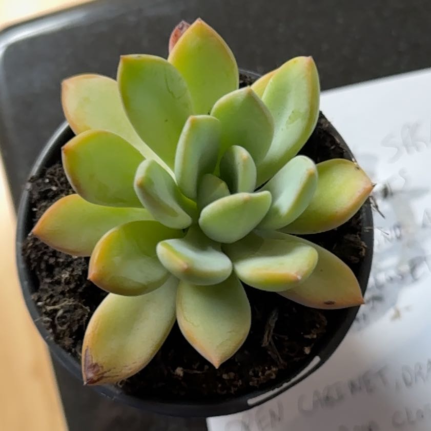 Photo of the plant species Pachyveria 'Blue Quartz' by @YernStarlotus38 named Oddish on Greg, the plant care app