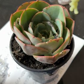 Photo of the plant species Echeveria 'Persia' by @YernStarlotus38 named Squirtle on Greg, the plant care app