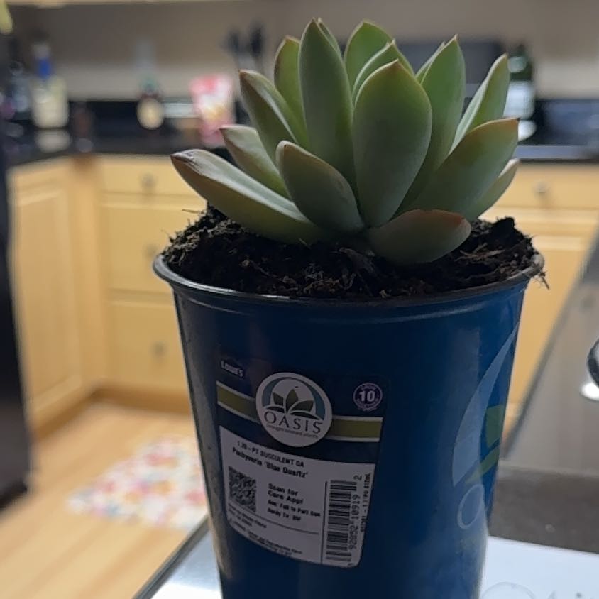 Photo of the plant species Pachyveria 'Blue Quartz' by @AbleLichen93 named Oddish on Greg, the plant care app